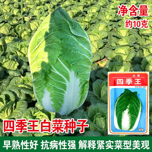 韩国进口四季种子春季大白菜菜籽