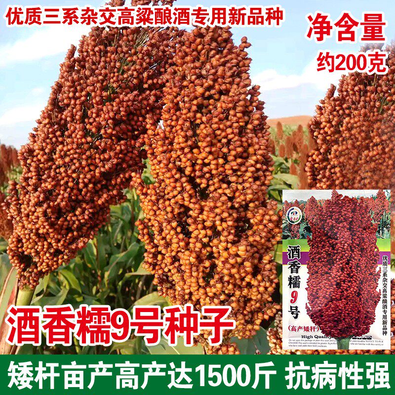 酒香糯9号春季播种高粱种子酿酒糯高粱红高粱粘糯酿酒用高粱籽种