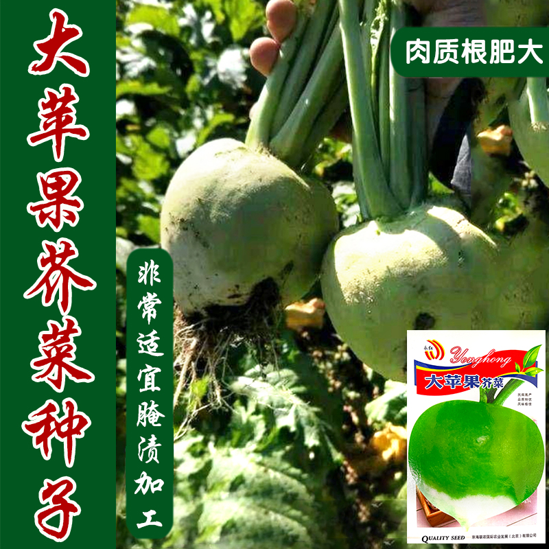 苹果大光辣疙瘩嘎达高产易种芥菜