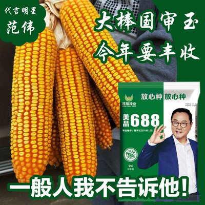 高产玉米杂交种特大农业郑单饲料