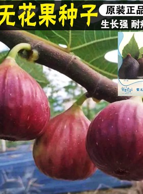无花果种子 四季庭院播种 蜜果 奶浆果 文仙果树苗果树种子籽春播