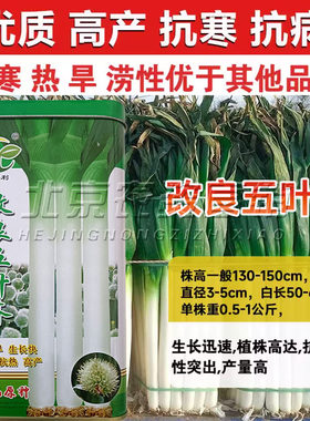 抗病五叶齐大葱种子高产耐寒杂交