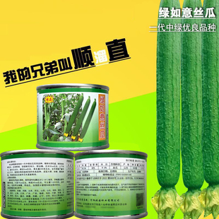 绿如意丝瓜种子杂交高产耐热抗寒长丝瓜肉丝瓜种籽顺直