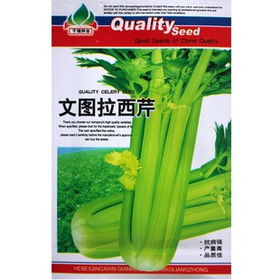 美国西芹文图拉芹菜种子种籽苗耐寒籽种高产菜籽冬季菜种蔬菜孑莱