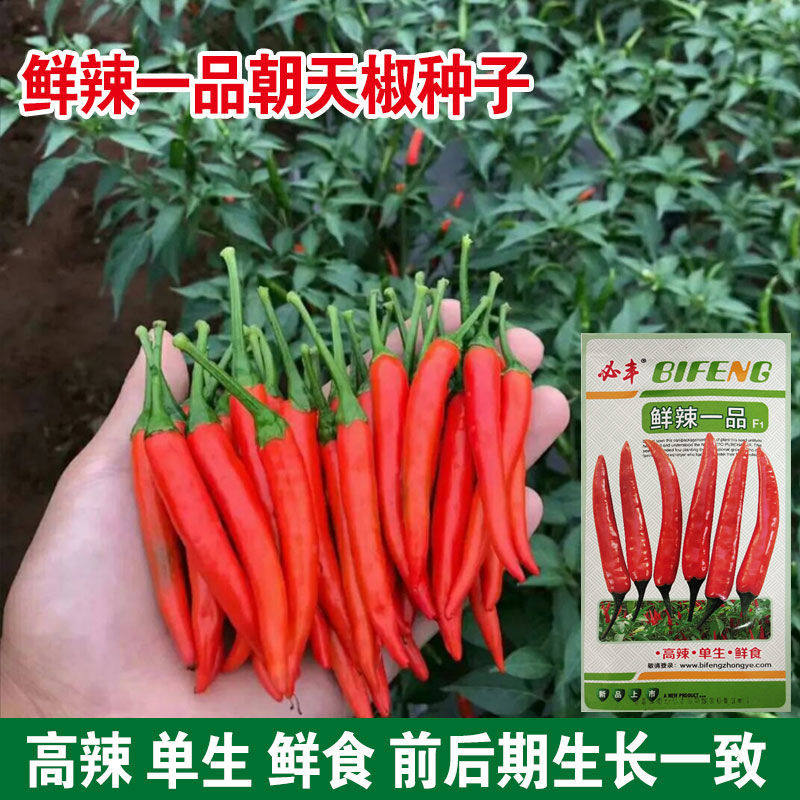 艳红大果型单生朝天椒种子种籽辣椒籽种超辣高产指天椒春秋季种孑