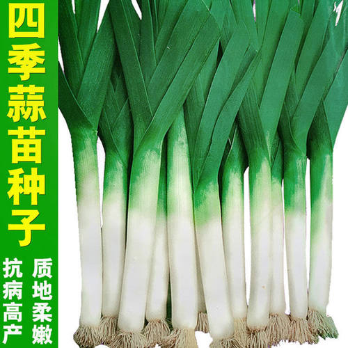 青蒜苗韭葱种子洋蒜苗洋大蒜籽种春秋四季高产菜籽蔬菜菜蒜种孑