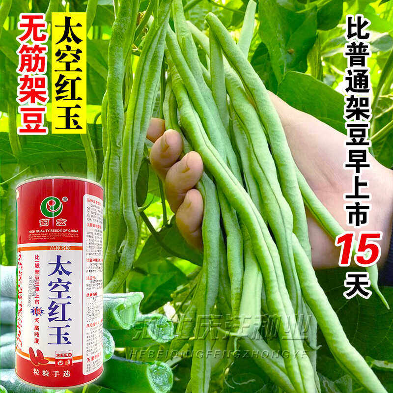 无筋架豆种子红玉架豆王种籽芸豆种子高产抗病抗热春秋播芸豆种子