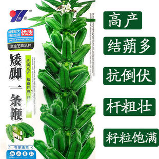 矮脚一条鞭芝麻种子高产高油大田种籽白芝麻芝种孑霸王鞭杂粮抗病