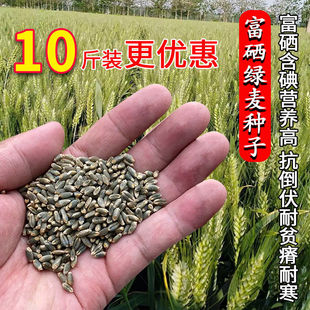 富硒绿麦小麦种子原种绿麦子大田春秋季耐旱抗倒绿麦仁种籽杂粮孑