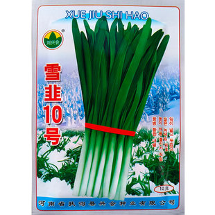 雪韭王韭菜种子 791韭菜种籽根红紫根宽叶不休眠高产蔬菜种籽汉中