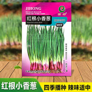 红根小香葱种子红葱头小香葱红皮香葱种籽四季盆栽小香葱蔬菜种孑