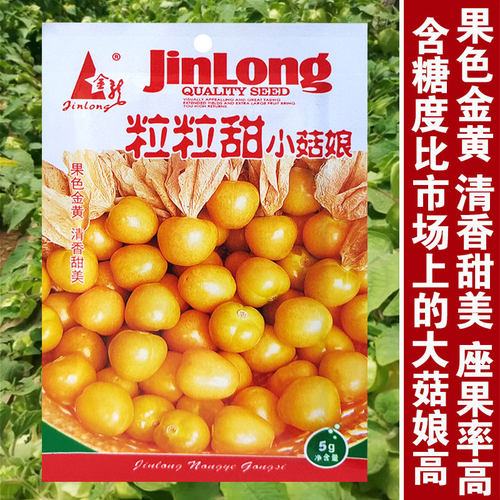 粒粒甜姑娘果种子灯笼果种子红黄小菇娘种籽阳台盆栽四季水果种子
