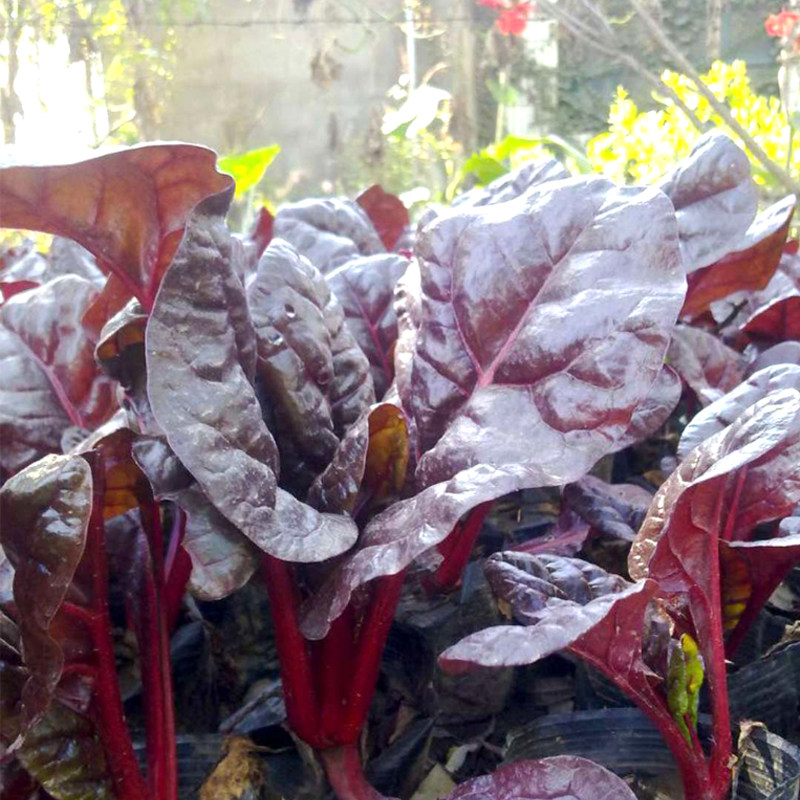 红叶甜菜种子 红牛皮菜红根达菜蔬菜籽 耐寒 适应性强 农家四季播