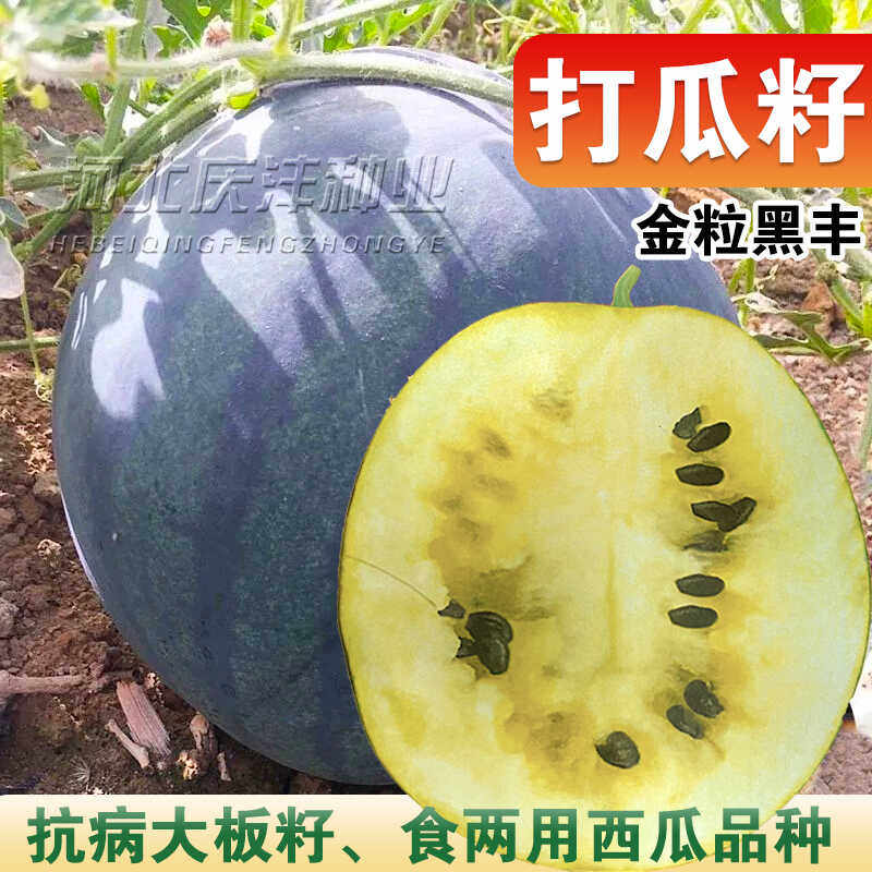 打瓜种子大片黑西瓜子种籽产籽西瓜南瓜高产食籽春季夏季水果种孑