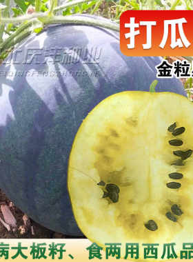 春季高产食籽水果种孑南瓜