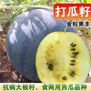 打瓜种子大片黑西瓜子种籽产籽西瓜南瓜高产食籽春季夏季水果种孑