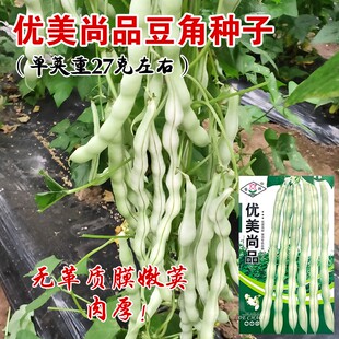 白不老架芸豆种子白豆角籽豆架豆种高产春秋播种四季蔬菜农家田园