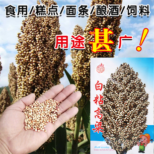 白粘高粱种子甜白高梁种子酿酒用饲用做粥粘高粱可食用夏季东北种