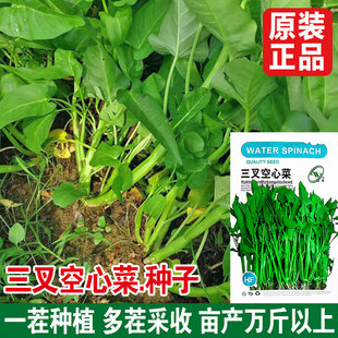 三叉空心菜种子通心菜种籽四季高产阳台盆栽大叶青菜籽种蔬菜种孑