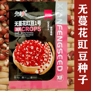 先风无蔓花豇豆种子 东北豇豆江豆姜豆种籽 香糯好吃煮粥庭院蔬菜