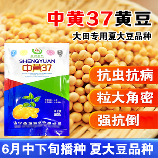 黄豆种子中黄37千斤豆高产早熟大粒春夏季四季播种蔬菜种中黄13豆