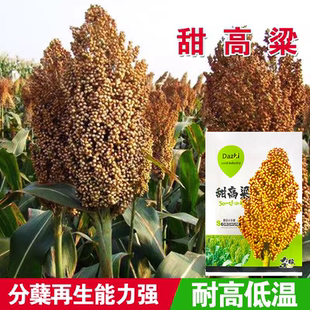 甜高粱种子 甘蔗种子甜杆 芦栗 甜秫秸 糖高粱籽 脆甜多汁抗倒伏