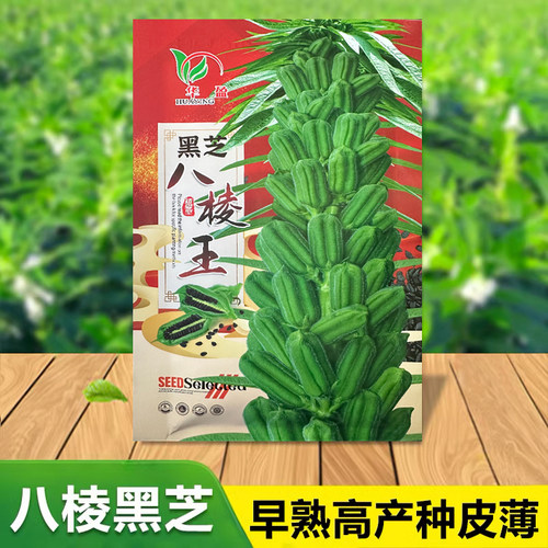 四季菜籽高产农家白芝麻八棱