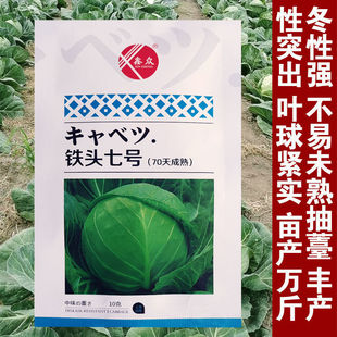日本铁头60天甘蓝种子包菜种籽卷心菜籽圆白菜种子秋冬季耐寒早熟