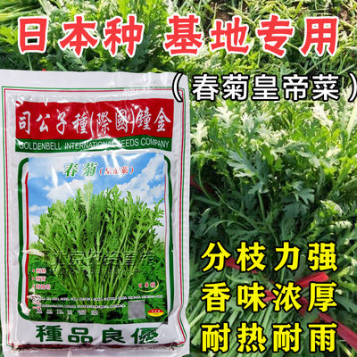 日本种春菊皇帝菜种子分枝强