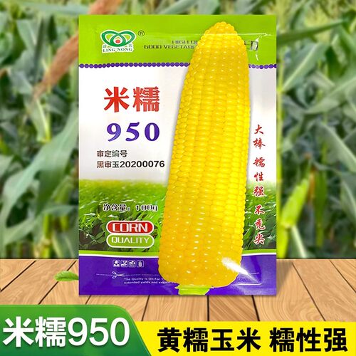 东北玉米黏玉米粘玉米种子甜粘糯米糯950玉米籽早熟大棒春夏季播