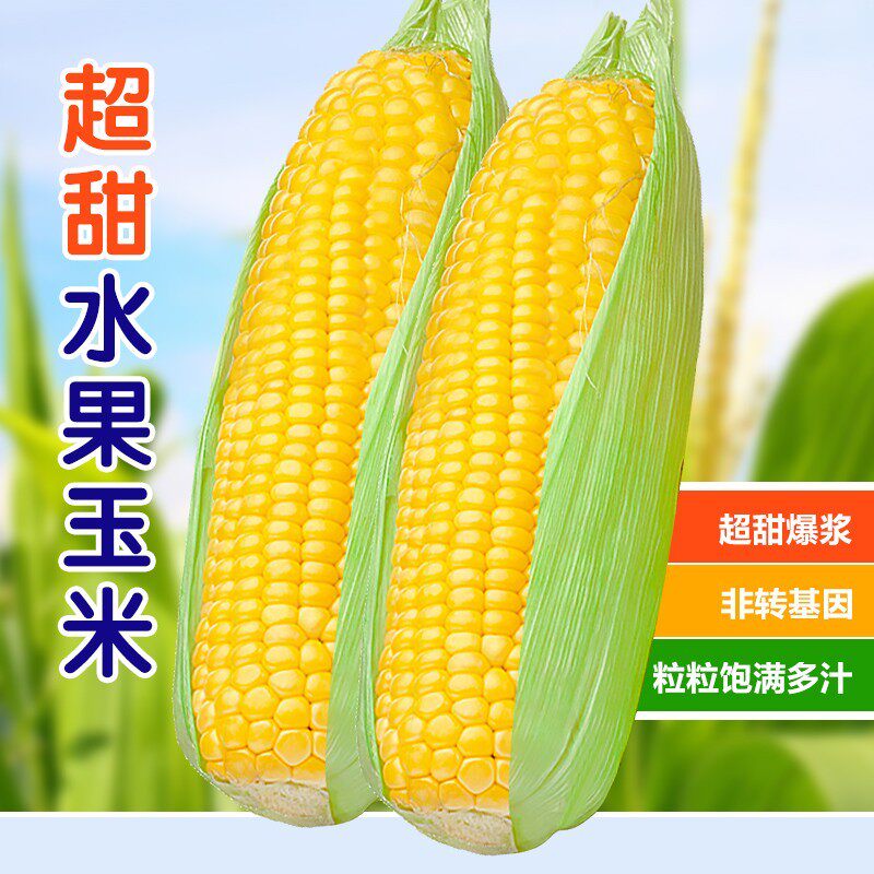 国审超甜牛奶水果玉米可生吃爆汁