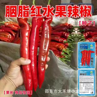 胭脂红水果辣椒种子特大红辣椒大羊角辣椒种籽彩色椒早熟微辣椒孑