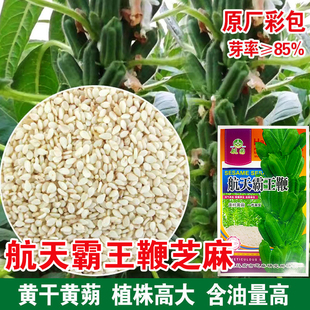 航天霸王鞭芝麻种子高油高产白芝麻种籽杂交大田矮杆含油高种孑