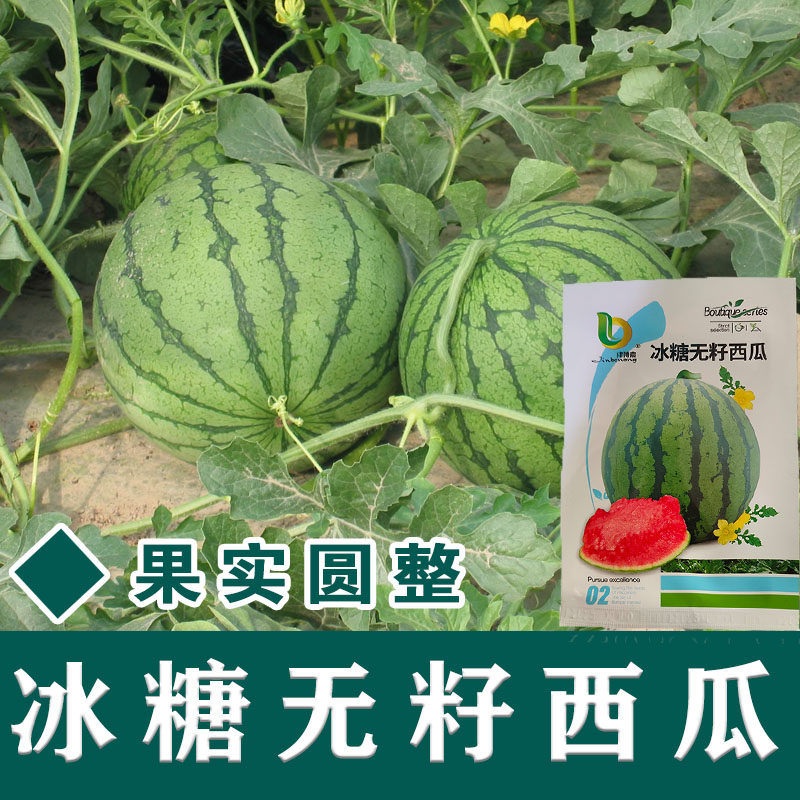 8424麒麟无籽西瓜种子籽特大高产巨型甜王南方小四季蔬菜水果种孑
