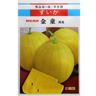黄皮黄壤西瓜种子春季夏秋季四季盆栽超甜黄肉礼品小型西瓜种籽孑
