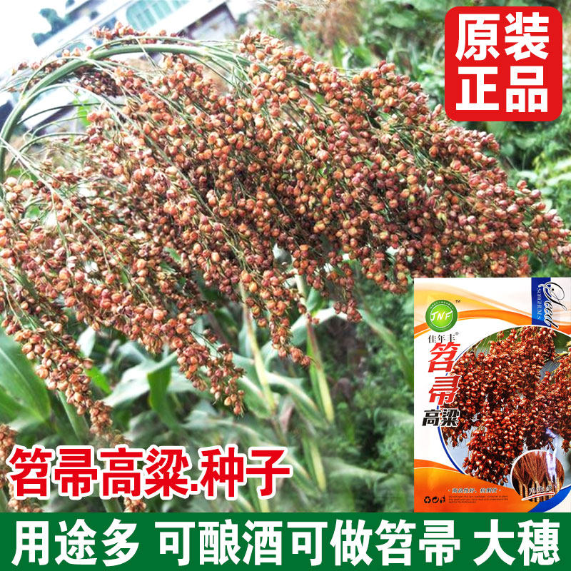 笤帚糜子种子扫帚红高粱种籽甜高粱北方甘蔗酿酒食用牧草庭院扫帚
