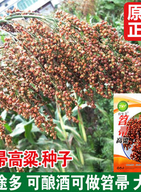 笤帚高粱种子高产酿酒