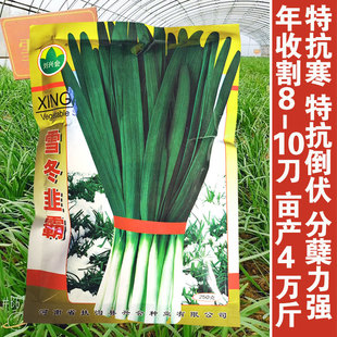 791宽叶雪韭种子冬季不休眠四季韭菜种籽苗阳台盆栽耐寒蔬菜种孑