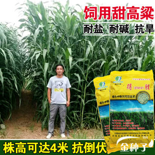 得胜甜高粱种饲用高粱种籽抗病高产甜杆种籽牛羊粮食抗旱抗倒伏孑