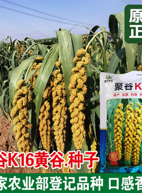 金种子不开花香糯黄谷