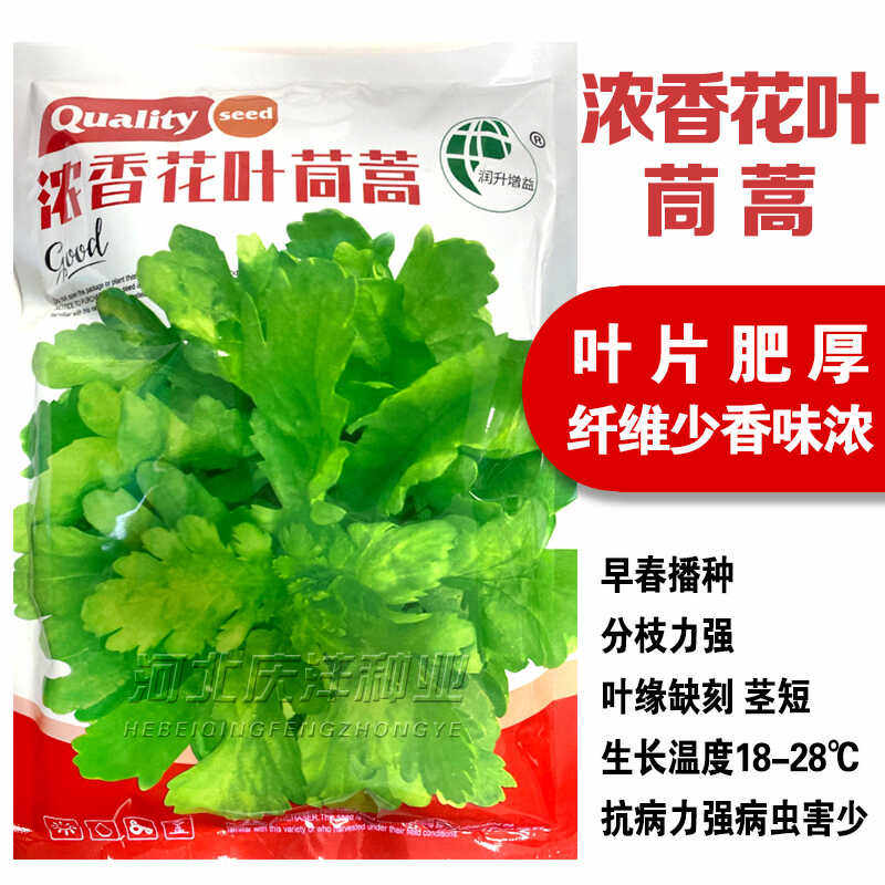 花叶茼蒿种子同蒿叶塘蒿菜蓬蒿菊花菜青蒿子种籽四季播种大叶茼蒿