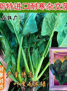 早春越冬耐寒菠菜种子