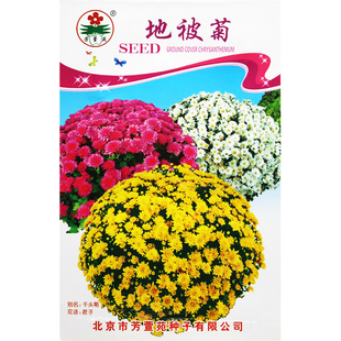 地被菊花种子 观赏花卉 抗寒抗旱耐盐碱 抗病虫害 四季播 易种