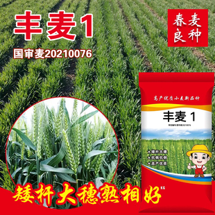 高产小麦种子春播春麦矮杆抗倒原种大穗籽粒饱满抗寒国产简单原装