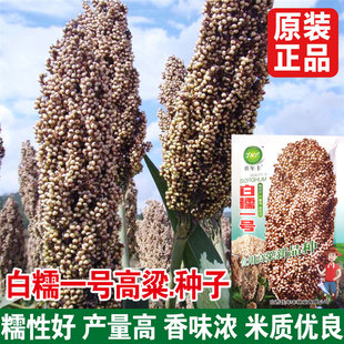 白高粱种子 白糯一号杂交白高粱种子 食用高粱新品种产量高香味浓