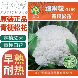 细米粒青梗50天60天松花菜种子2000粒耐热耐湿青绿梗松散白花椰菜