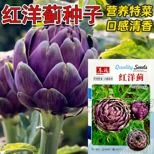 紫色洋蓟种子红洋蓟籽朝鲜蓟种子朝鲜蓟春季蔬菜种子特菜种子四季