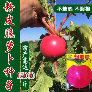 东北大红萝卜种子圆形红色白肉大红袍红丰秋季播种田园种籽种孑