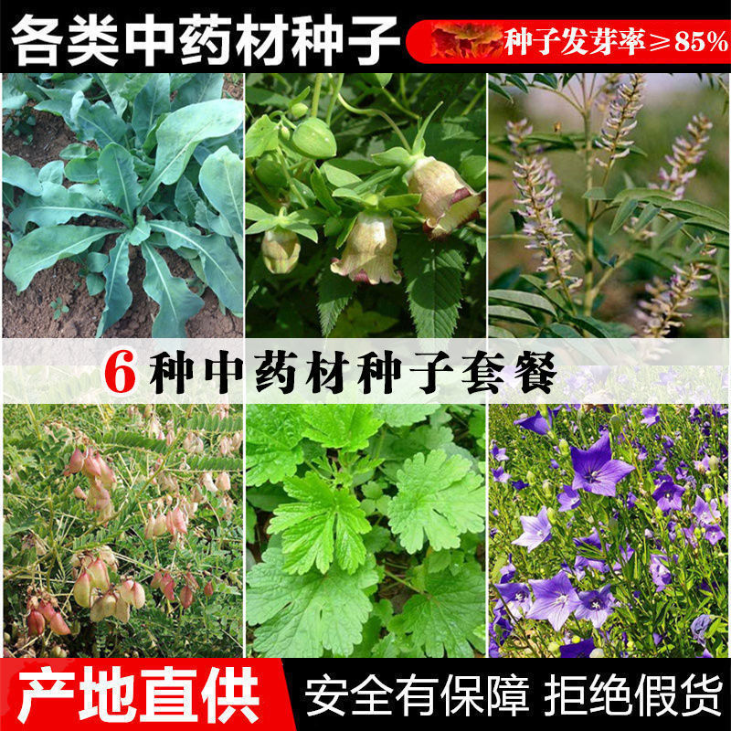 中草药种子大全板蓝根桔梗图片