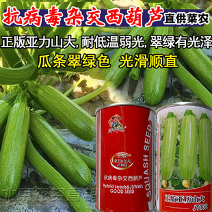 正版抗病毒杂交西葫芦种子籽亚力山大耐低温弱光翠绿顺直杂交种子